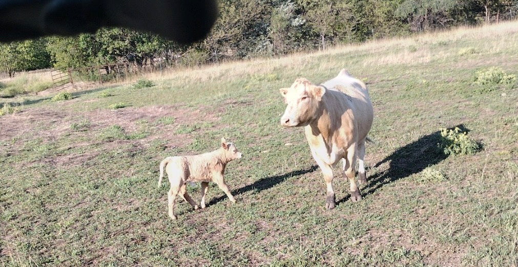 Beef Tallow Skin Care