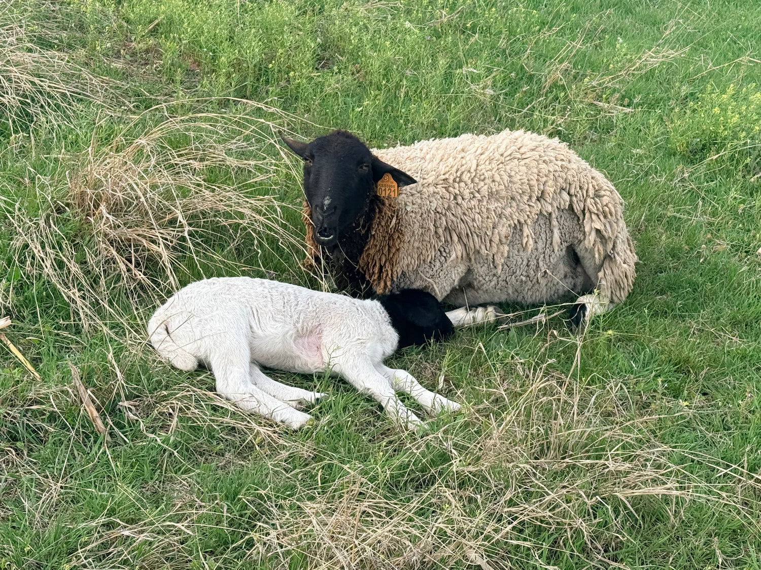 Handmade Soap for Women